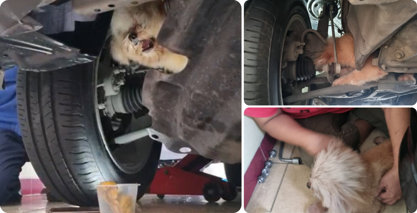 Evakuasi Anjing di Sumur Pecung
