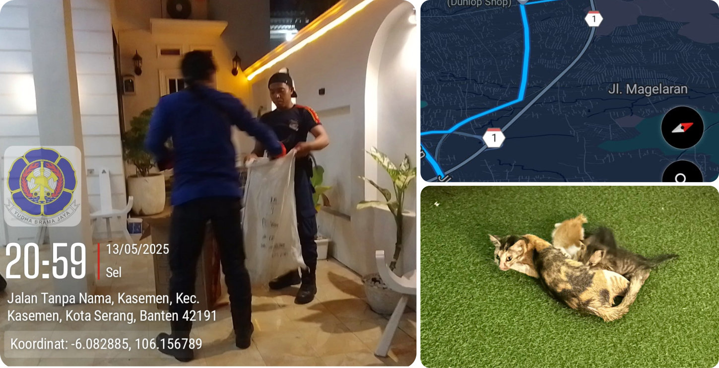 Evakuasi Kucing Galak