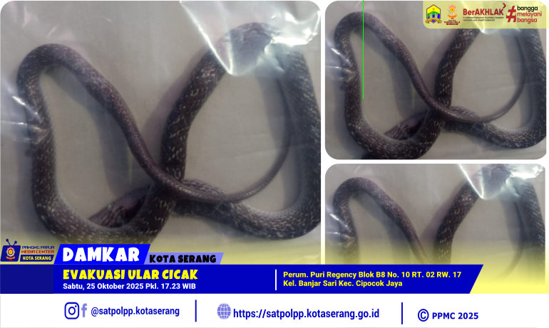 Evakuasi Ular Cicak di Perum. Puri Regency Banjar Sari Cipocok Jaya