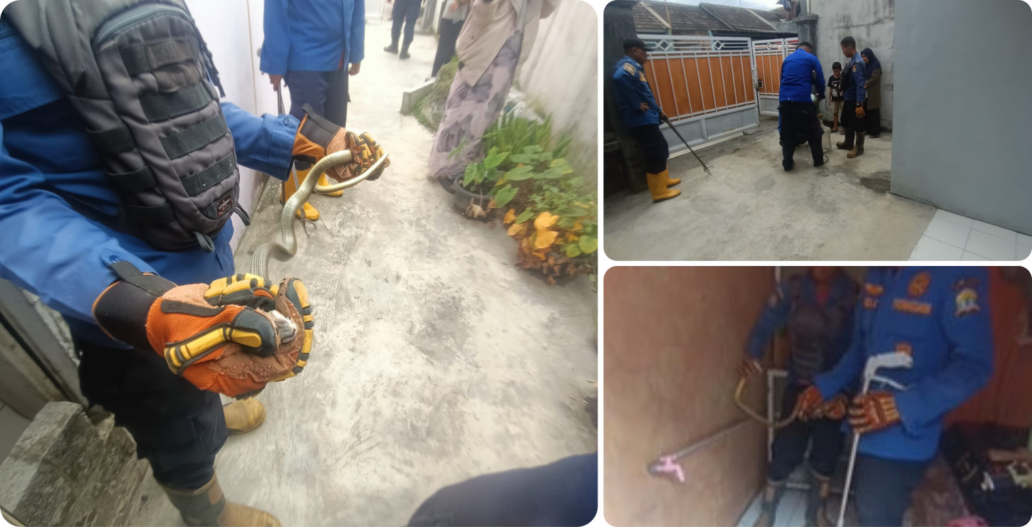 Evakuasi Ular di Dalam Rumah