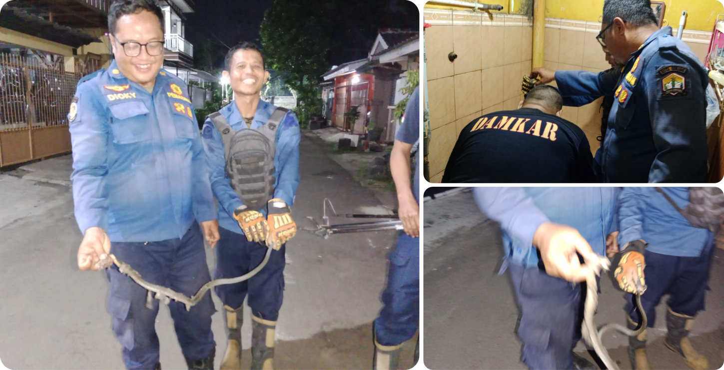 Evakuasi Ular King Kobra di Cipocok Jaya