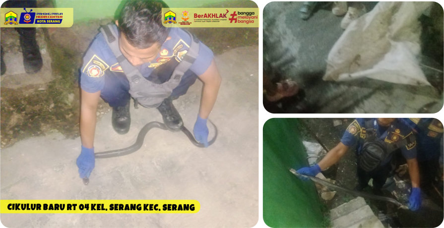 Evakuasi Ular Kobra Jawa