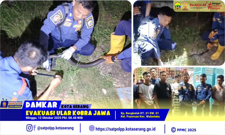 Evakuasi Ular Kobra Jawa Pasuruan Walantaka