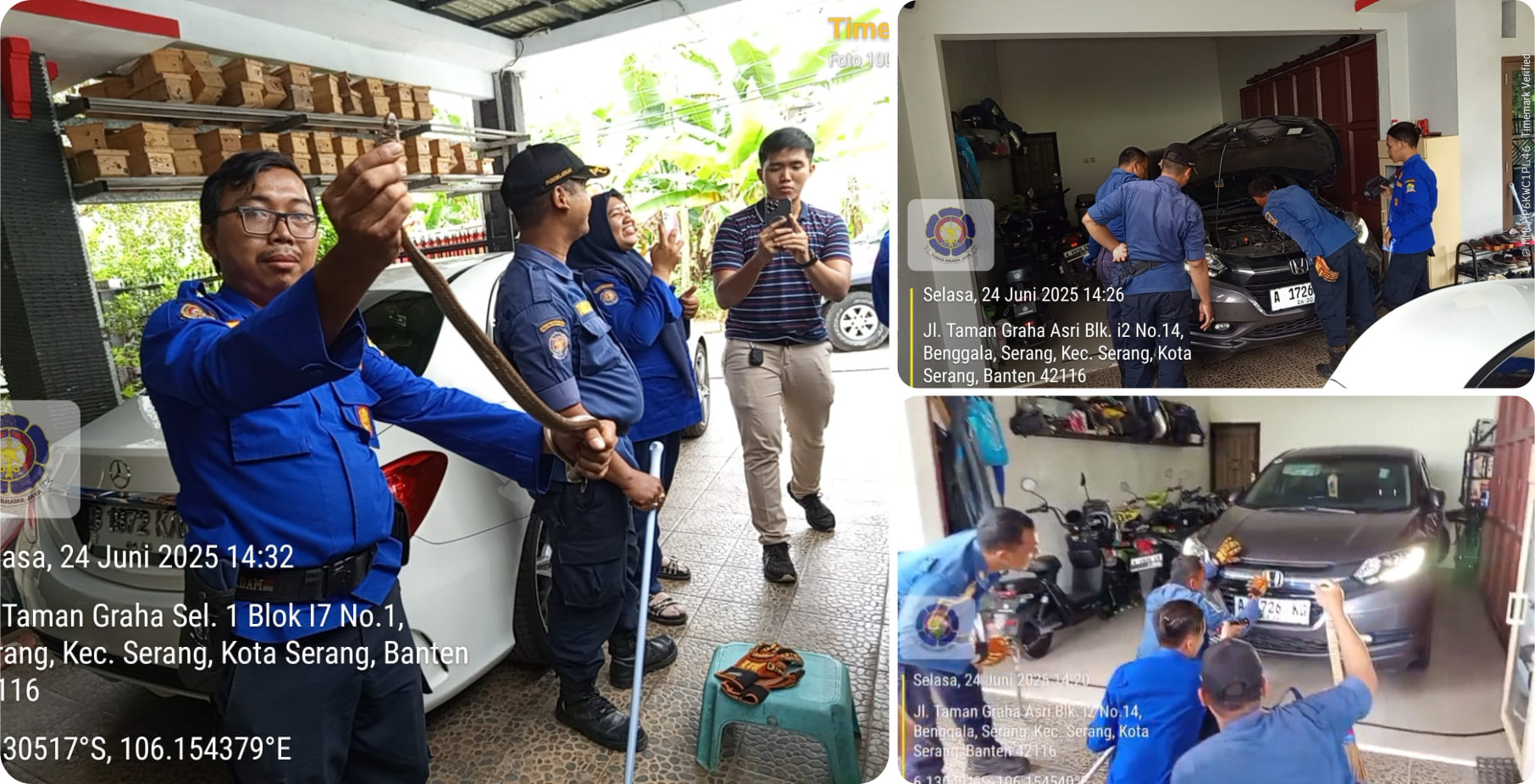 Evakuasi Ular Koros di Kelurahan Serang