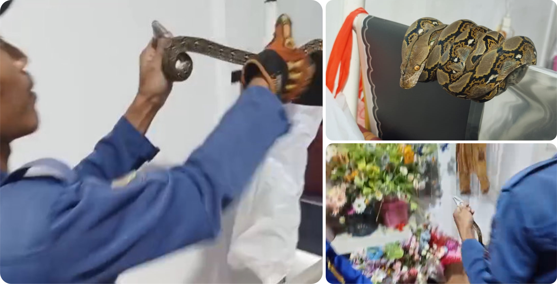 Evakuasi Ular Sanca Cipocok Jaya