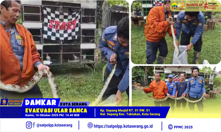 Evakuasi Ular Sanca di Kel. Sepang Kec. Taktakan