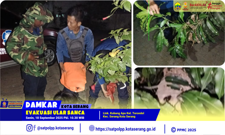 Evakuasi Ular Sanca di Kubang Apu Terondol