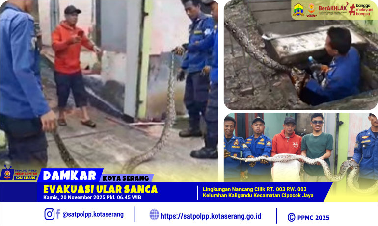 Evakuasi Ular Sanca di Lingkungan Nancang Cilik RT. 003 RW. 003 Kaligandu Cipocok Jaya