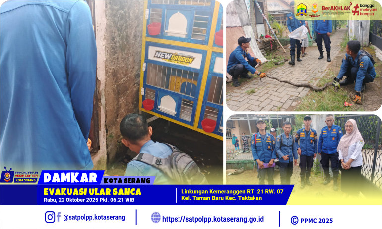 Evakuasi Ular Sanca di Linkungan Kemeranggen Taman Baru Taktakan