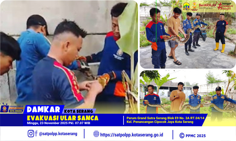 Evakuasi Ular Sanca di Perum Grand Sutra Serang Blok E9 Penancangan Cipocok Jaya