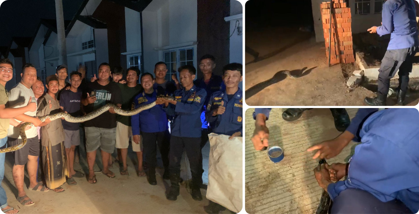 Evakuasi Ular Sanca di Perum Pondok Taktakan Indah-