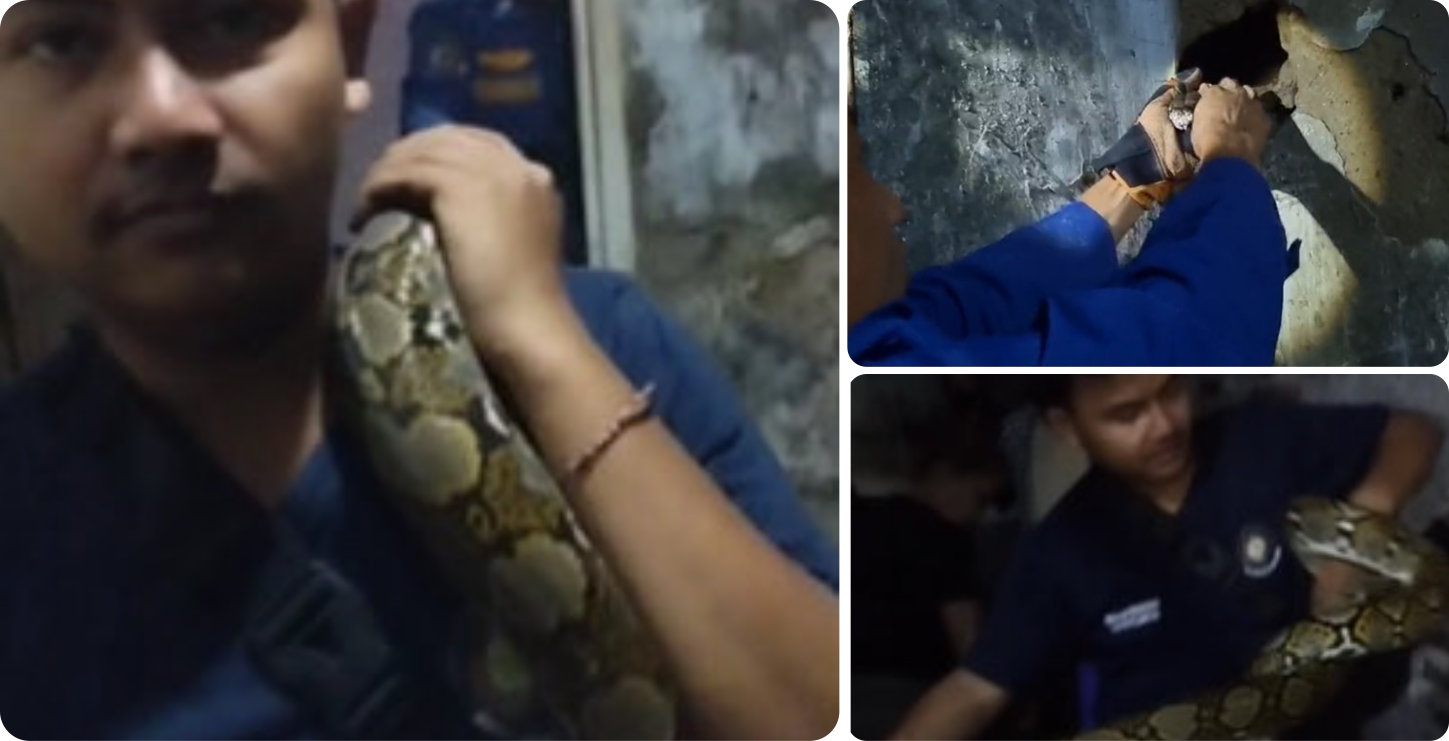 Evakuasi Ular Sanca di Sempu Kelapa Endep