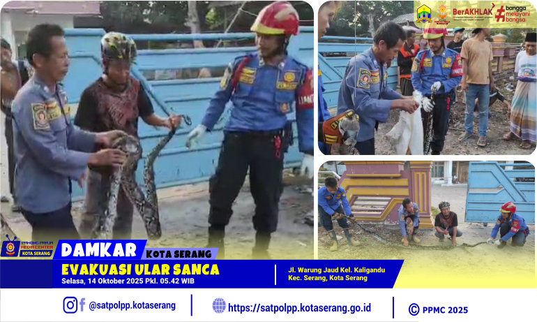 Evakuasi Ular Sanca di Warung Jaud