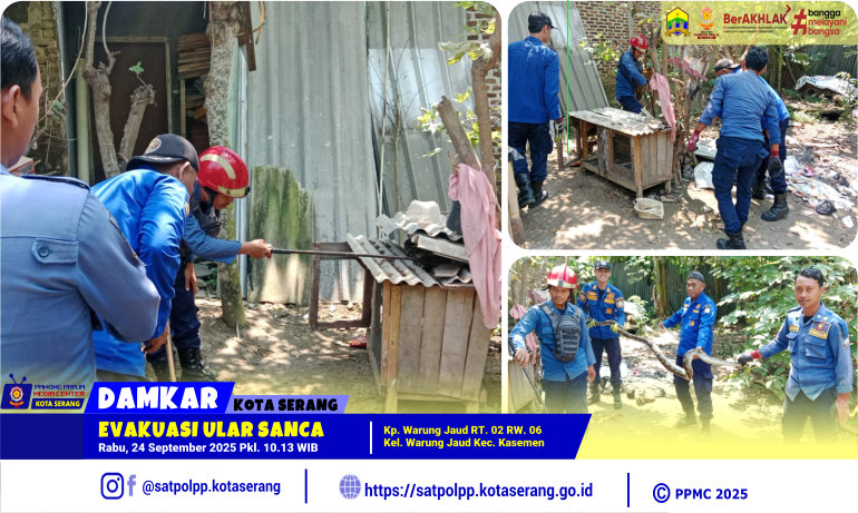 Evakuasi Ular Sanca di Warung Jaud Kasemen