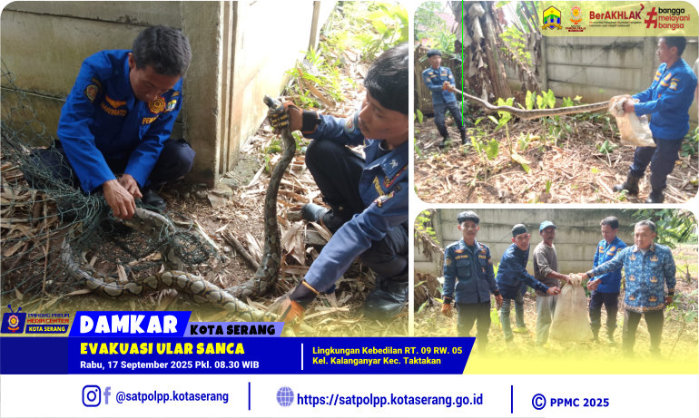 Evakuasi Ular Sanca Kel. Kalanganyar Kec. Taktakan