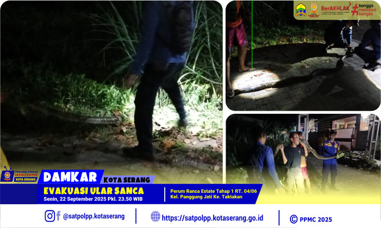 Evakuasi Ular Sanca Perum Ranca Estate Tahap 1 di Panggung Jati Taktakan