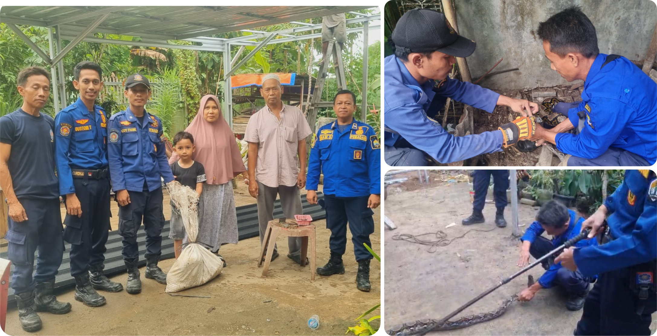 Evakuasi Ular Sanca Sindangsari Pabuaran Kabupaten Serang