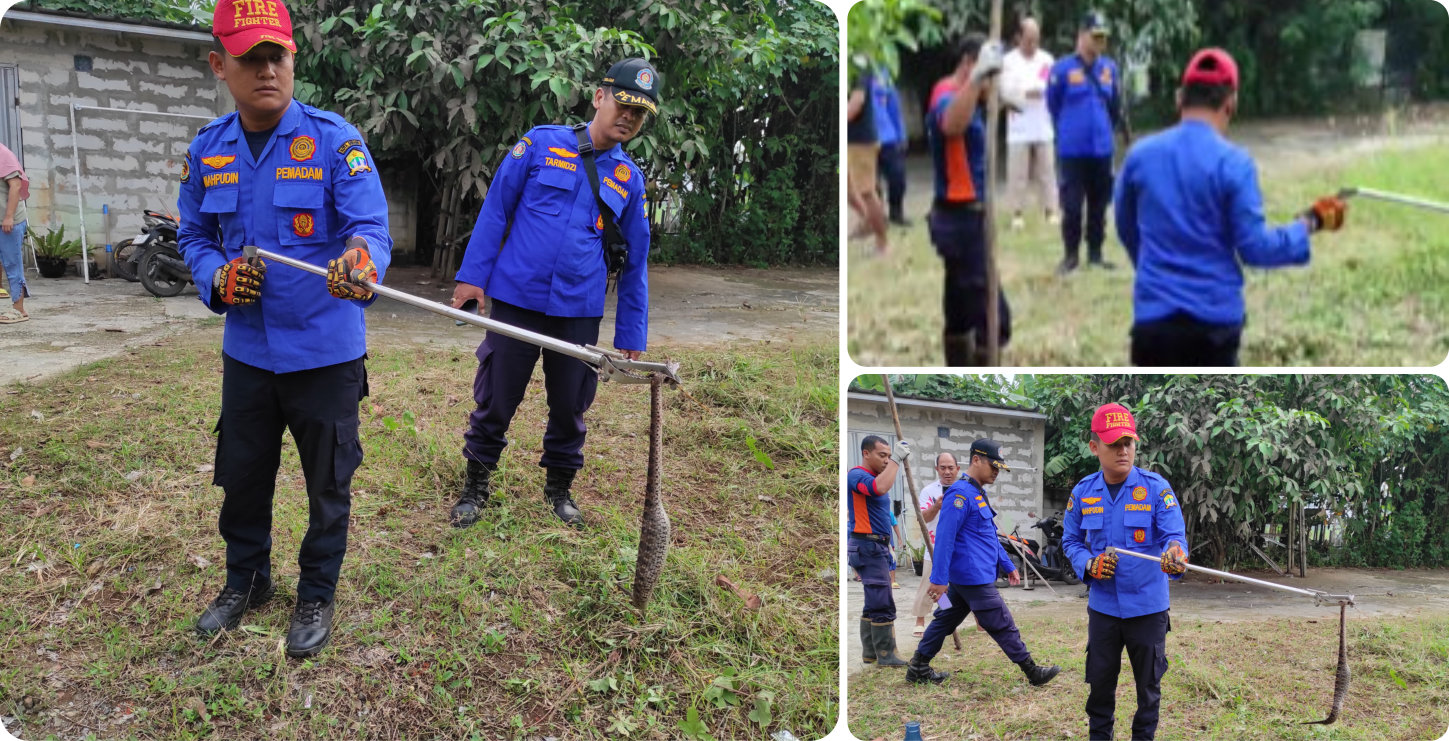 Evakuasi Ular Tanah Perum Puri Kartika