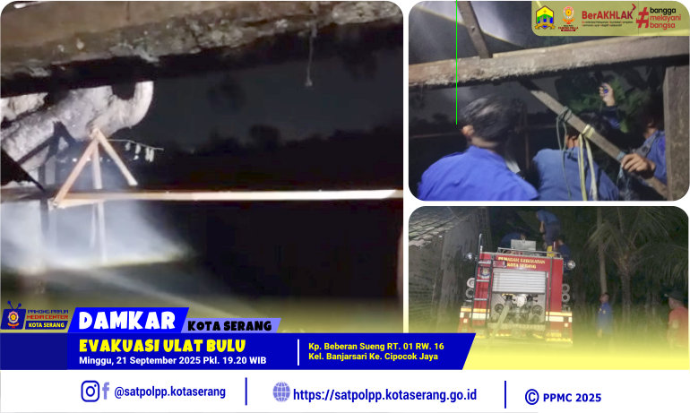 Evakuasi Ulat Bulu di Banjarsari Cipocok Jaya