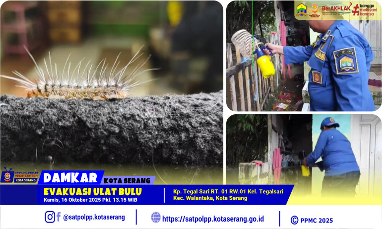 Evakuasi Ulat Bulu di Kel. Tegalsari Kec. Walantaka