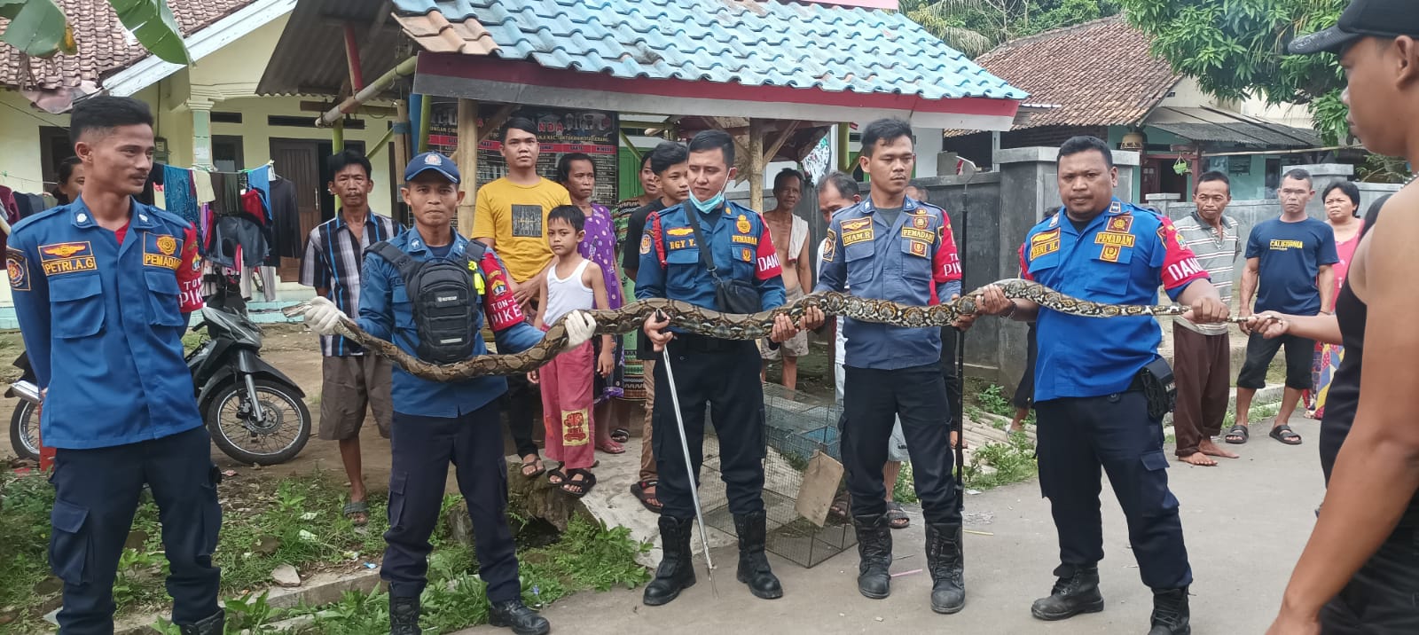Evakuasi ular sanca batik